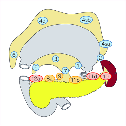 図2　胃全摘術の郭清