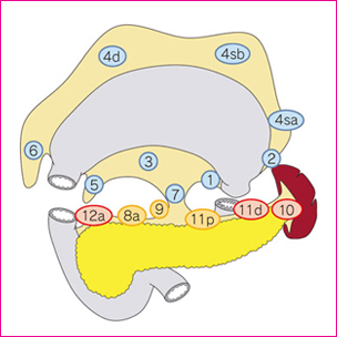 図2　胃全摘術の郭清